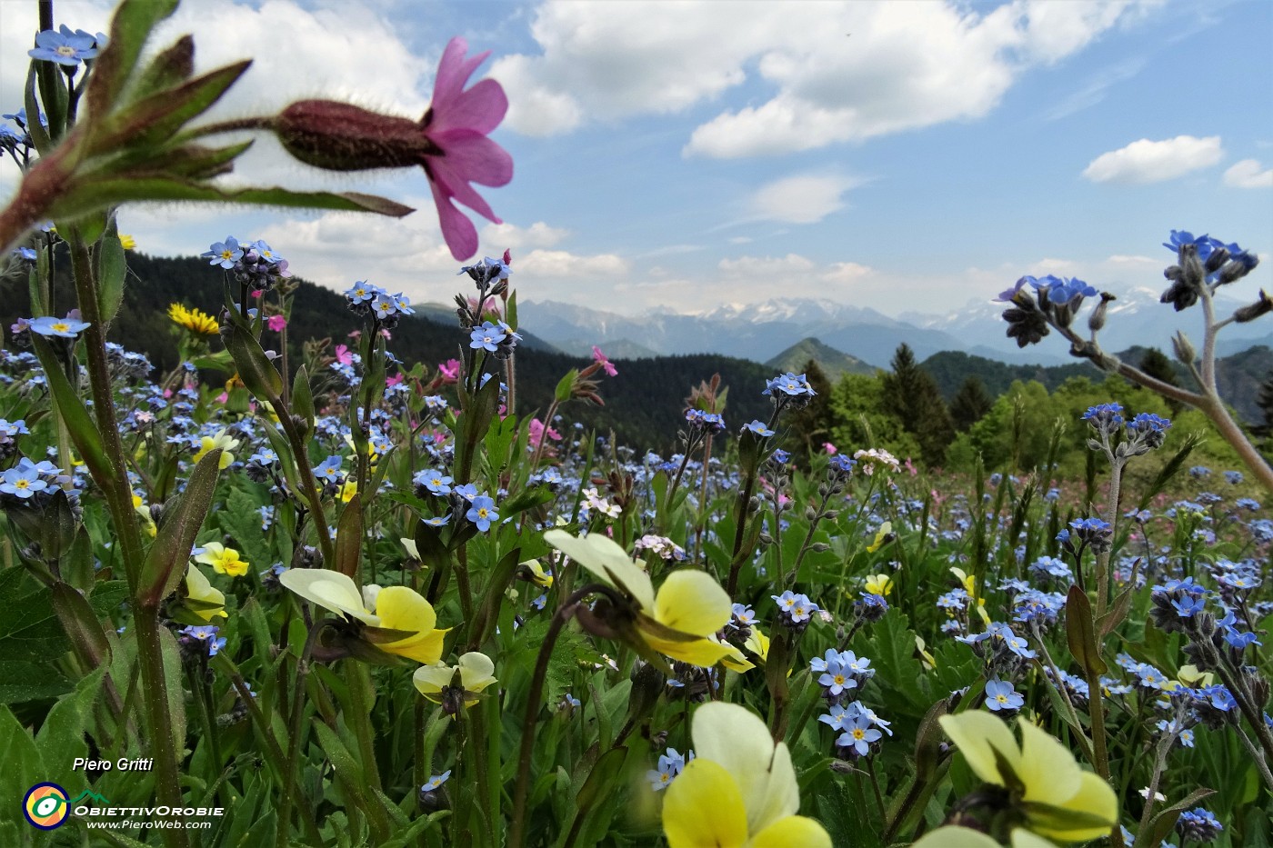65 Il rosa della silene dioica, il giallo della viola biflora, l'azzurro dei nontiscordar.JPG